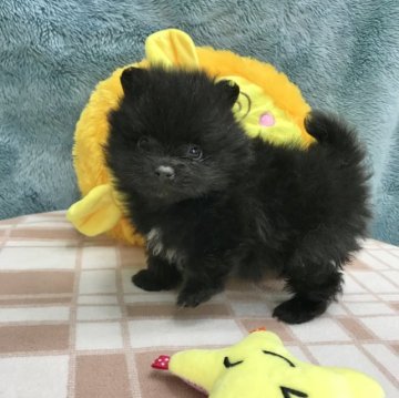 ポメラニアン【茨城県・男の子・2023年1月11日・ブラック】の写真「胸に少し白が入っているのがチャームポイント♪」