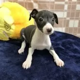 イタリアングレーハウンド【茨城県・女の子・2024年9月21日・シール&ホワイト】の写真1