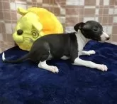 イタリアングレーハウンド【茨城県・女の子・2024年9月21日・シール&ホワイト】の写真2