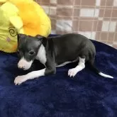 イタリアングレーハウンド【茨城県・女の子・2024年9月21日・シール&ホワイト】の写真3