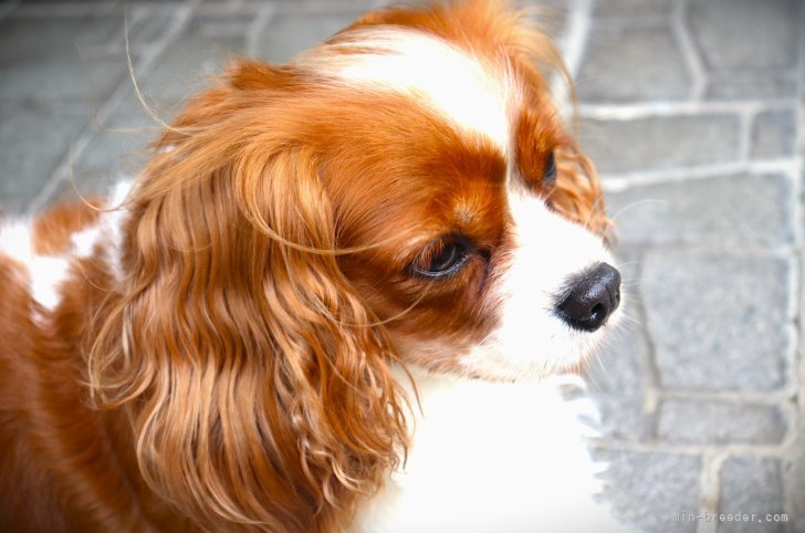 親犬達はペットタイプとして好ましい自慢の愛犬｜田端　尚和(たばた　なおかず)ブリーダー(福岡県・シーズーなど・JKC登録)の紹介写真4