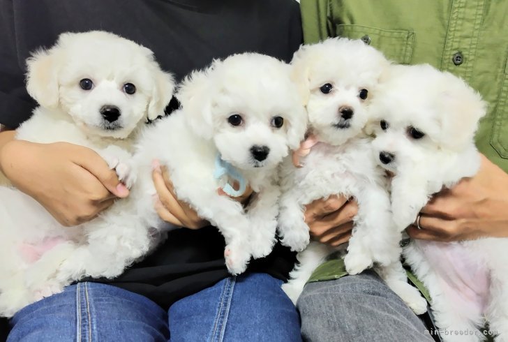 ブリーダー直販は兄弟姉妹犬がSNSで繋がれます｜田端　尚和(たばた　なおかず)ブリーダー(福岡県・シーズーなど・JKC登録)の紹介写真9