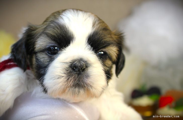 田端尚和ブリーダーのブログ：明日🖥️デビュー🎉←済み