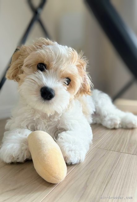 田端尚和ブリーダーのブログ：愛犬との日常🥰