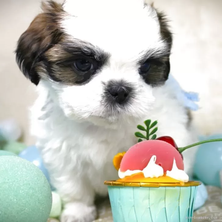 ID:2507-07247の子犬