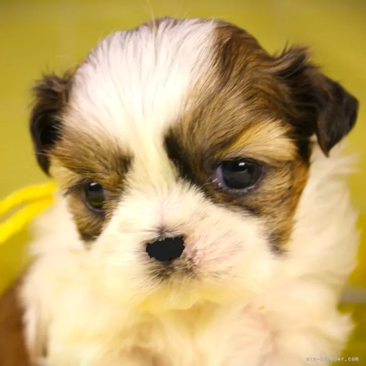 ID:2502-05374の子犬