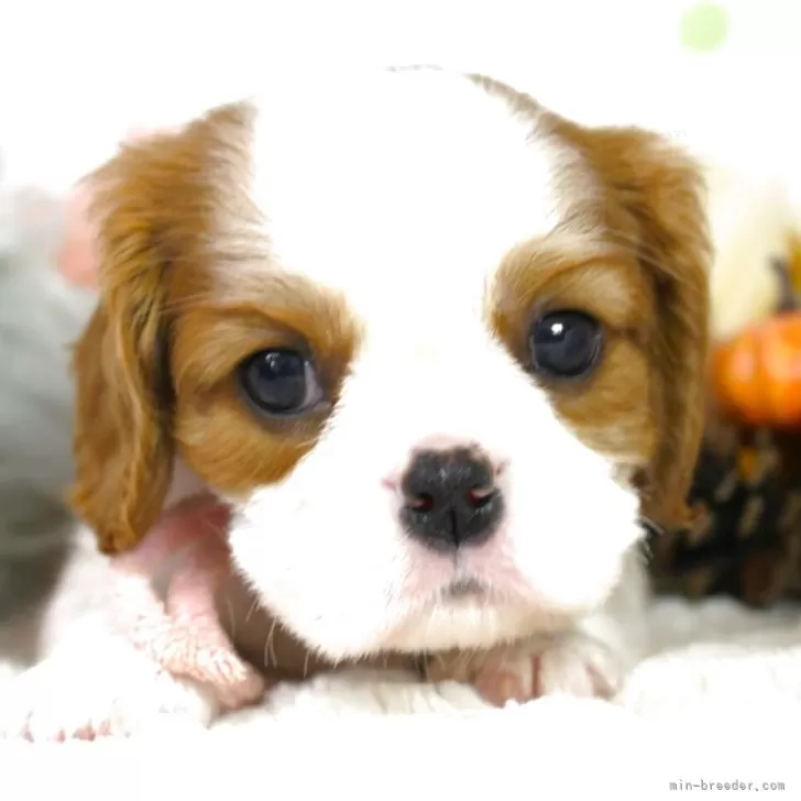 ID：2511-01201の子犬