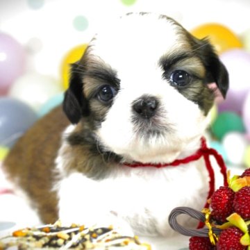 シーズー【福岡県・女の子・2025年6月12日・ホワイト&ゴールド】の写真「お茶目な美人長女♡」