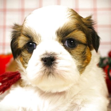 シーズー【福岡県・女の子・2025年8月28日・ホワイト&ゴールド】の写真「天真爛漫♡愛嬌抜群」