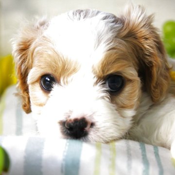 キャバション(ビションフリーゼ×キャバリア)【福岡県・男の子・2025年3月31日・ホワイト&クリーム】の写真「シャイな甘えん坊くん♡」