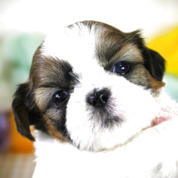 シーズー【福岡県・女の子・2025年6月12日・ホワイト&ゴールド】の写真「温和な天使ちゃん♡」