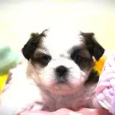 シーズー【福岡県・女の子・2025年10月16日・ホワイト&ゴールド】の写真1「アンシンメトリーなフェイスカラー💓」