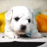 ビションフリーゼ