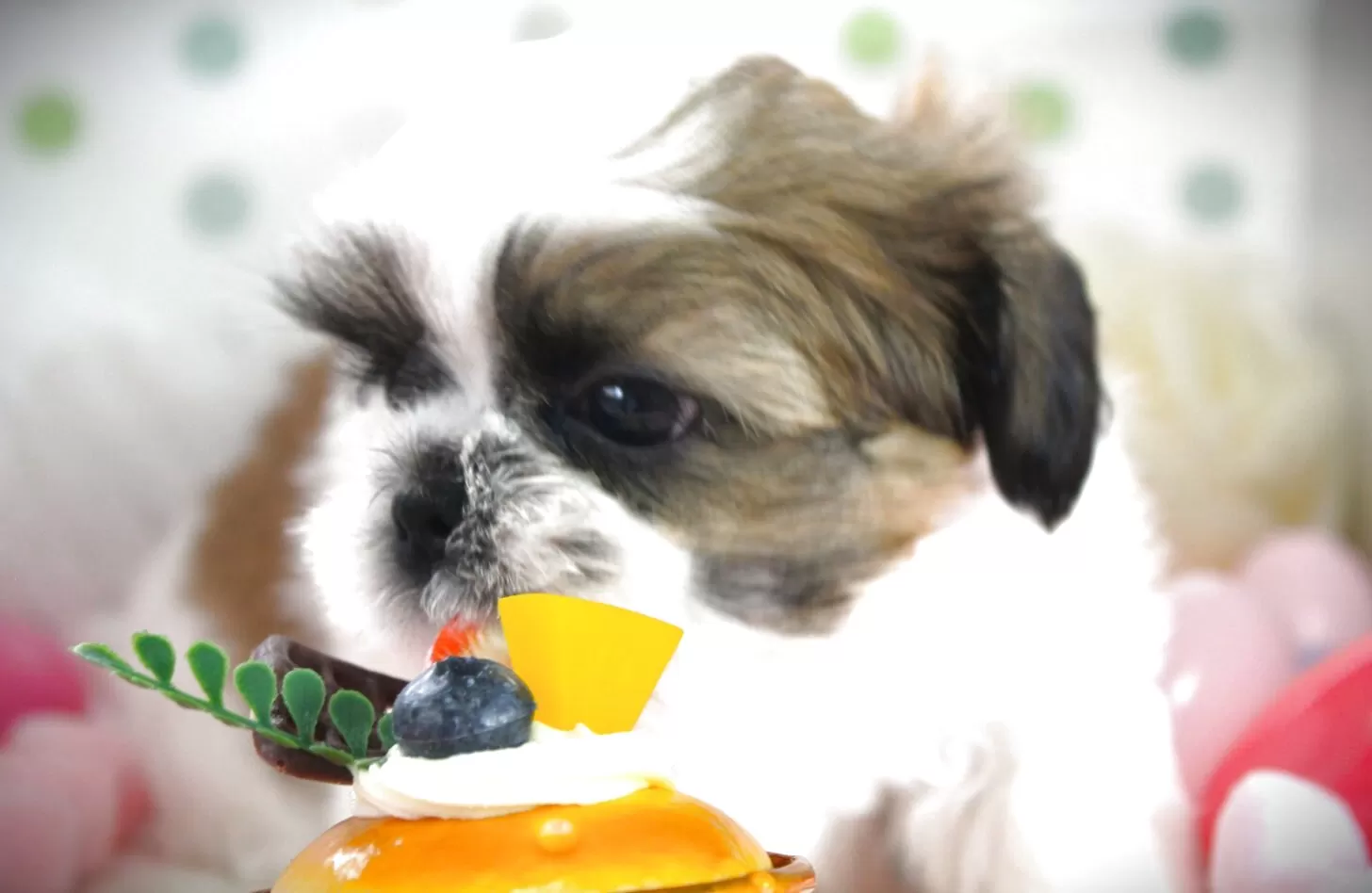 シーズー【福岡県・女の子・2025年6月24日・ホワイト&ゴールド