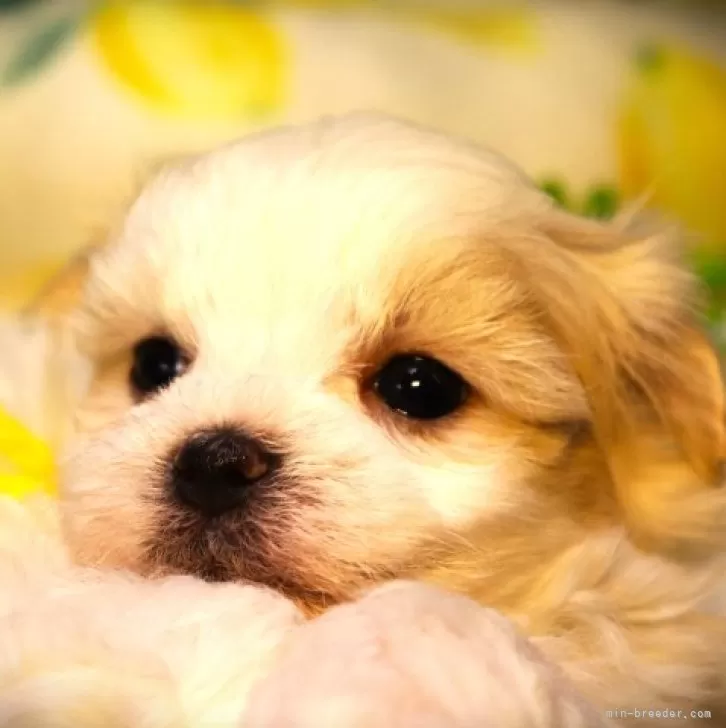 ID:2312-02752の子犬