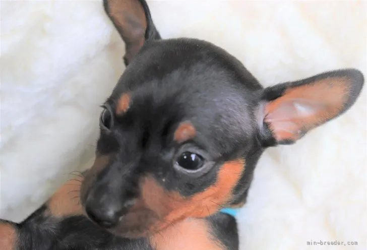 ID：2107-00283の子犬
