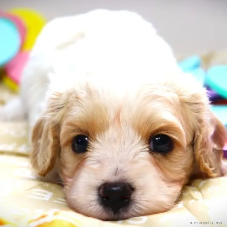 ID：2308-02309の子犬