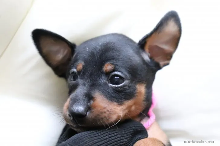ID:2005-02090の子犬
