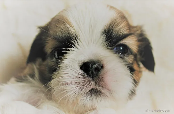 ID:2202-01427の子犬