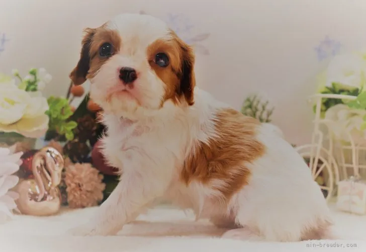 M.M 様のお迎えした子犬