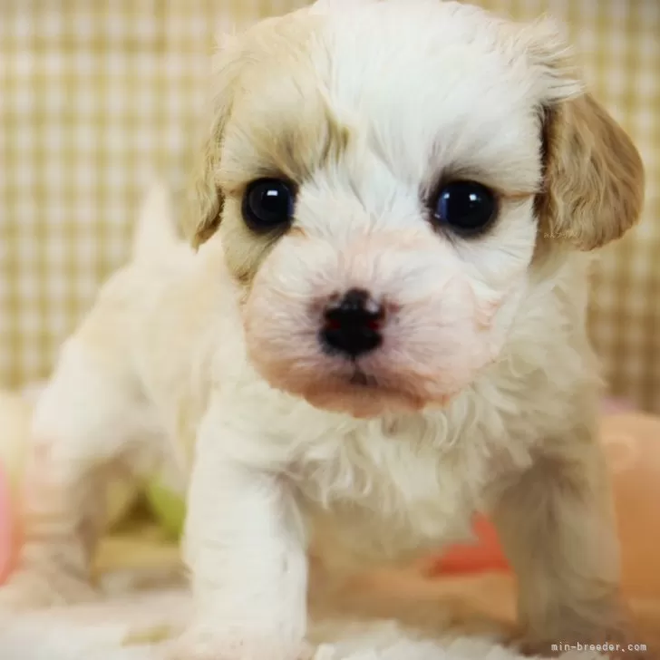 ID：2403-03254の子犬