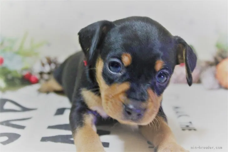 ID：2201-01047の子犬