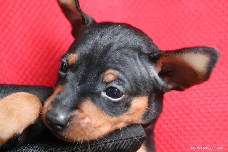ID：2107-00249の子犬