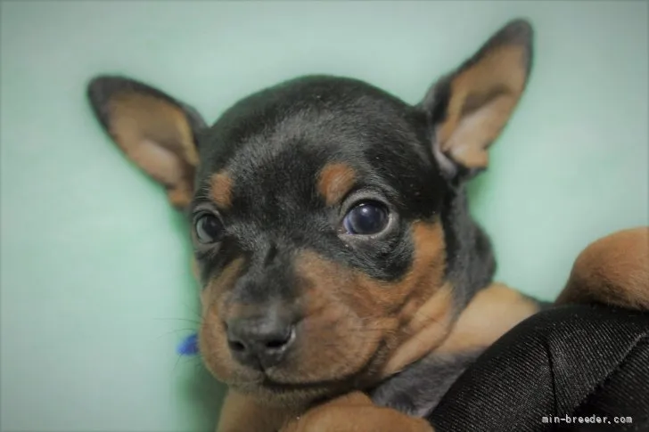 ID：2201-01038の子犬