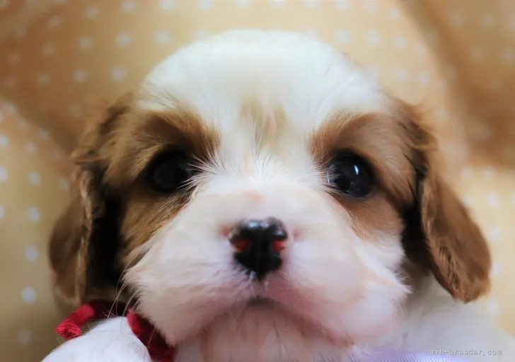 ID:2202-02397の子犬