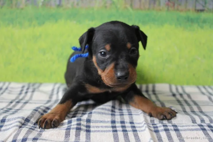天満君新米ママ 様のお迎えした子犬