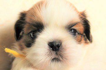 シーズー【福岡県・男の子・2022年1月12日・ホワイト&ゴールド】の写真「黄色リボン＿澄んだ眼差しのクリスタルBOY♡」