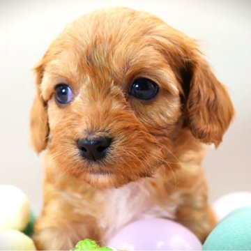 キャバプー(キャバリア×トイプードル)【福岡県・女の子・2023年11月25日・ルビー&ホワイト】の写真「美人な♡シャイ娘」