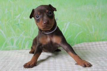 ミニチュアピンシャー【福岡県・女の子・2019年2月28日・チョコレート&タン】の写真「あどけない瞳がたまらない♡」