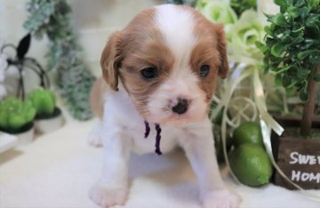 キャバリア【福岡県・女の子・2021年9月29日・ブレンハイム】の写真「紫リボン＿なかなか美形のおっとり大和撫子ちゃん♡」