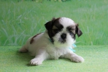 シーズー【福岡県・男の子・2016年5月22日・ホワイト&ゴールド】の写真「1枚目は成長した最新の写真です♬」