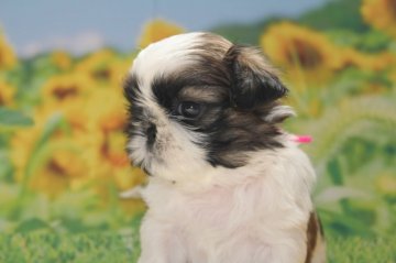 シーズー【福岡県・女の子・2019年2月6日・ホワイト&ゴールド】の写真「ピンク：小さめ　♡」