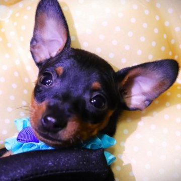 ミニチュアピンシャー【福岡県・男の子・2023年2月7日・ブラック&タン】の写真「パパ似のハンサムBOY♡」