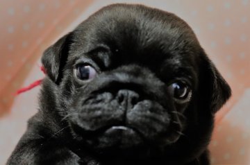 パグ【福岡県・女の子・2021年11月7日・ブラック】の写真「赤リボン＿今回唯一のブラックシンデレラ♡」