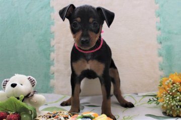 ミニチュアピンシャー【福岡県・女の子・2019年5月1日・ブラック&タン】の写真「令和初日に誕生！天真爛漫な女の仔♡」