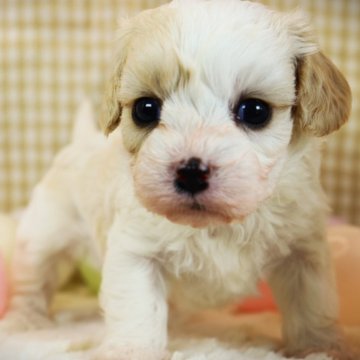 キャバション(ビションフリーゼ×キャバリア)【福岡県・女の子・2024年2月11日・ホワイト&クリーム】の写真「ハニーカラーの２ndエンジェル」