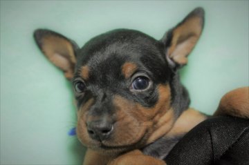 ミニチュアピンシャー【福岡県・男の子・2021年12月9日・ブラック&タン】の写真「青リボン＿元気はつらつワイルドBOY♡」
