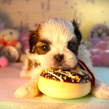 シーズー【福岡県・女の子・2022年9月30日・ホワイト&ゴールド】の写真「赤リボン_きらりビームのファニーガール♡」