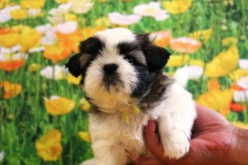 シーズー【福岡県・女の子・2017年5月20日・ホワイト&ゴールド】の写真「やや小さめ？でも健康診断◎」