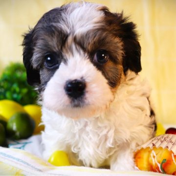 キャバション(ビションフリーゼ☓キャバリア)【福岡県・男の子・2024年2月11日・ホワイト&ブラウン】の写真「レアカラーのハンサムボーイ　」