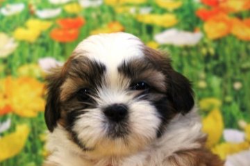 シーズー【福岡県・女の子・2017年5月20日・ホワイト&ゴールド】の写真「おっとりめの育てやすそうな仔♡」