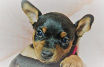 ミニチュアピンシャー【福岡県・女の子・2021年12月9日・ブラック&タン】の写真「ピンクリボン＿おとなしめのPRETTYパピー♡」