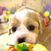 キャバション(ビションフリーゼ×キャバリア)【福岡県・女の子・2024年9月3日・ホワイト&クリーム】の写真1「涼しげで憂いある眼差し👀つい見入ってしまいます_(._.)_」