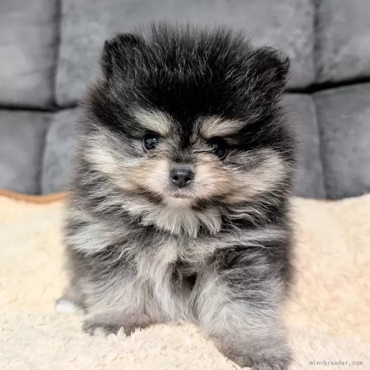 ID:2507-02155の子犬