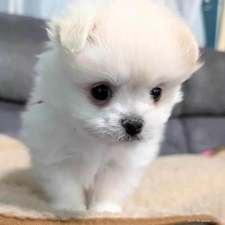 ID:2503-03579の子犬