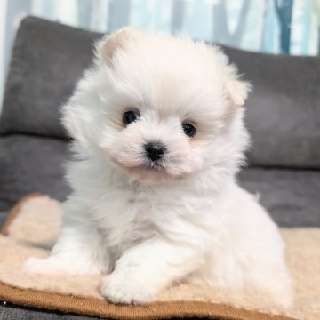 ポメマル(ポメラニアン×マルチーズ)【愛知県・男の子・2025年1月28日・クリーム&ホワイト】の写真「ポメ顔よりのマルチーズ毛❤」